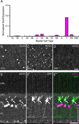 Contraction of axonal and dendritic fields in Sox5-deficient cone bipolar cells is accompanied by axonal sprouting and dendritic hyper-innervation of pedicles